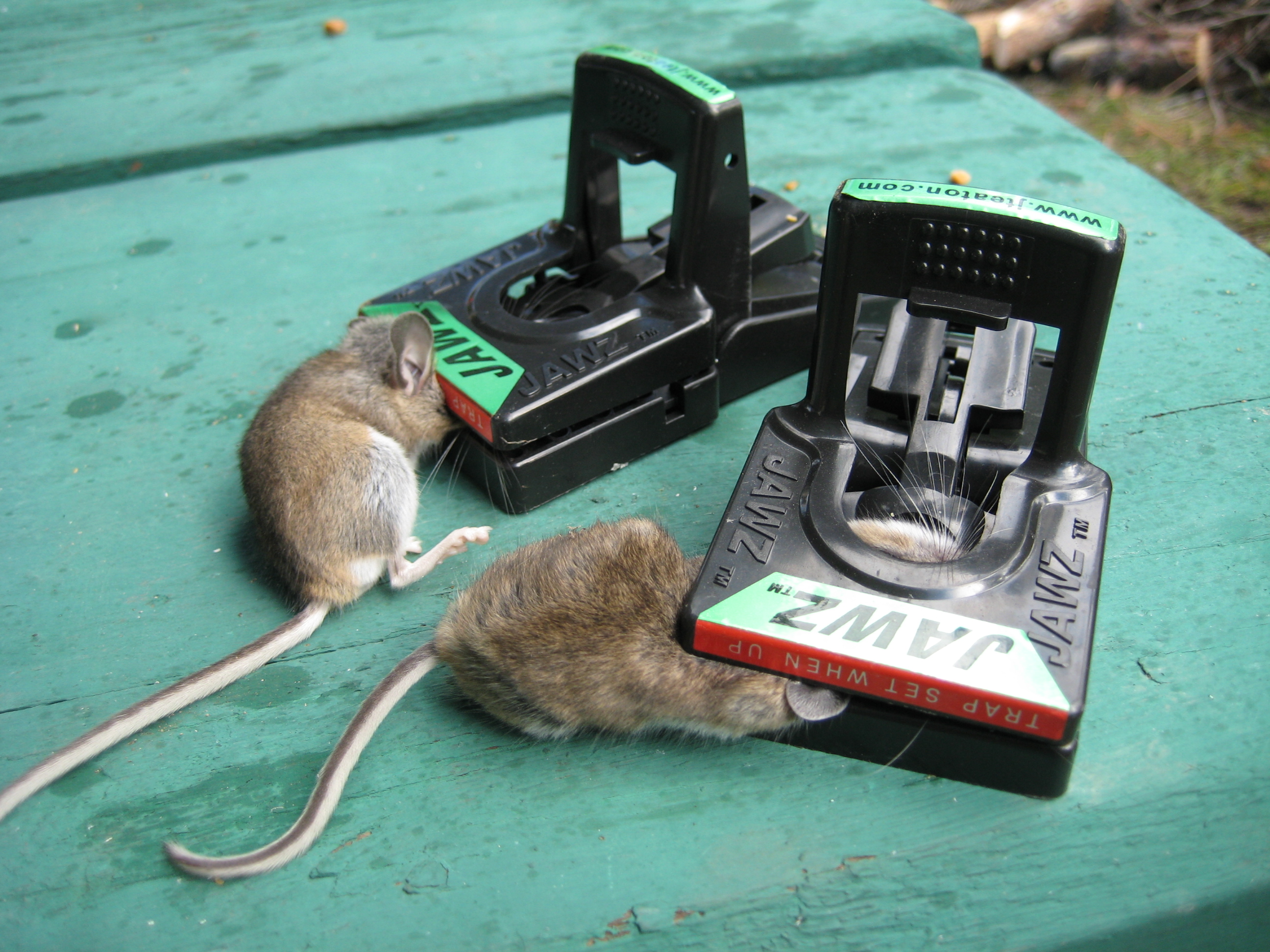 outside mouse traps